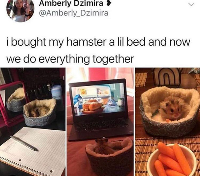 bought my hamster a little bed - Amberly Dzimira > i bought my hamster a lil bed and now we do everything together