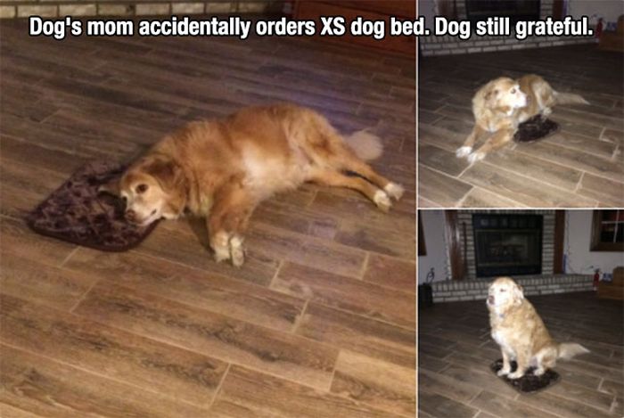 xs dog bed - Dog's mom accidentally orders Xs dog bed. Dog still grateful.