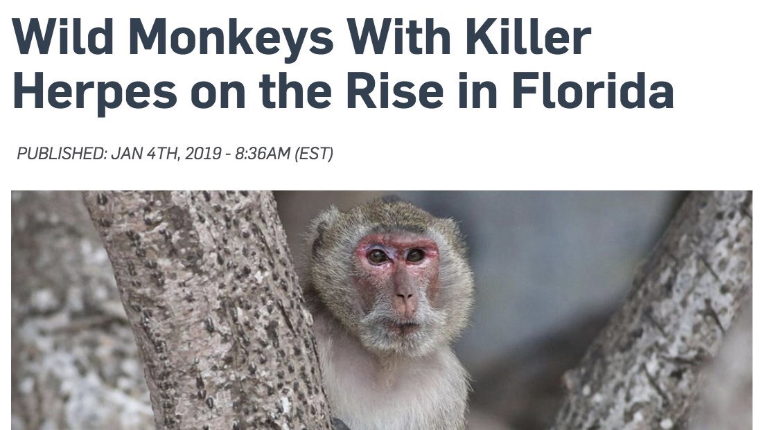 kids rule - Wild Monkeys With Killer Herpes on the Rise in Florida Published Jan 4TH, 2019 Am Est