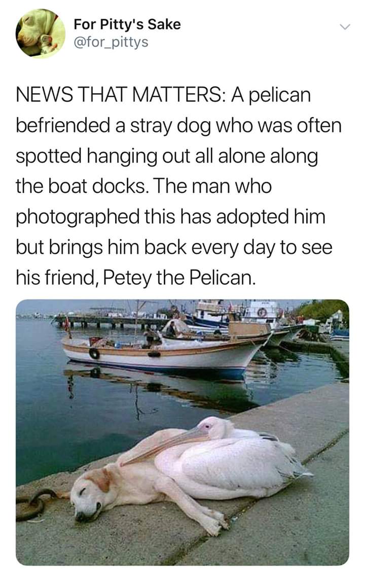 he ded not borkin - For Pitty's Sake News That Matters A pelican befriended a stray dog who was often spotted hanging out all alone along the boat docks. The man who photographed this has adopted him but brings him back every day to see his friend, Petey 