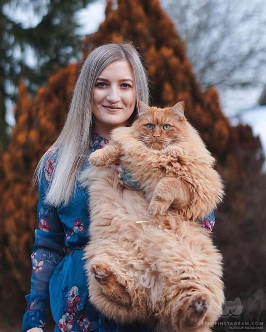 huge long haired cat