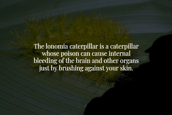 nature - The lonomia caterpillar is a caterpillar whose poison can cause internal bleeding of the brain and other organs just by brushing against your skin.