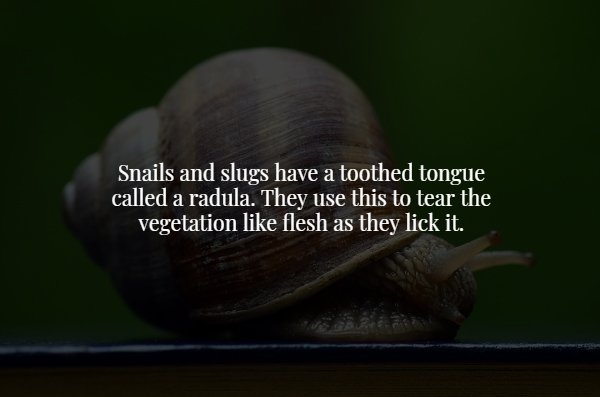 snail - Snails and slugs have a toothed tongue called a radula. They use this to tear the vegetation flesh as they lick it.