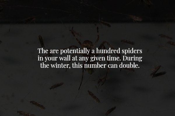 darkness - The are potentially a hundred spiders in your wall at any given time. During the winter, this number can double.