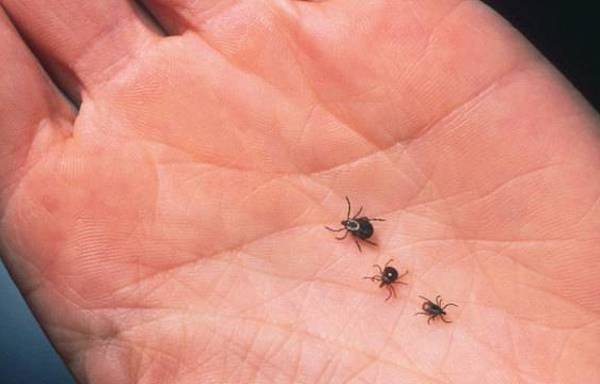 Tick-borne Diseases.
In 2017, there was a new record set for tick-borne diseases in the US, with more people catching Lyme disease than ever before.

As the temperature of the earth continues to rise, the populations of ticks and mosquitos increase, and they carry nasty bugs all over the world.