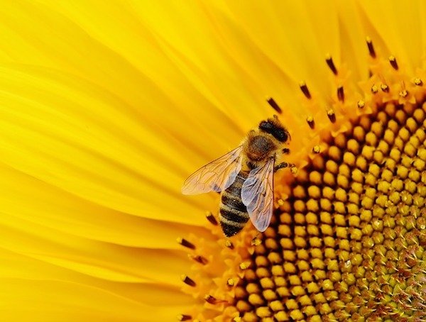 Bee Colony Collapse.
Bee polination is responsible for 90% of the world’s nutrition, and almost all of our plants need bees to survive. Yet, pesticides, habitat destruction, drought, air pollution and global warming are killing bees like crazy.

U.S. beekeepers reported losing over 40% of their hives in 2017; a 7% increase over the previous year. I can’t imagine what their 2018 number must be.