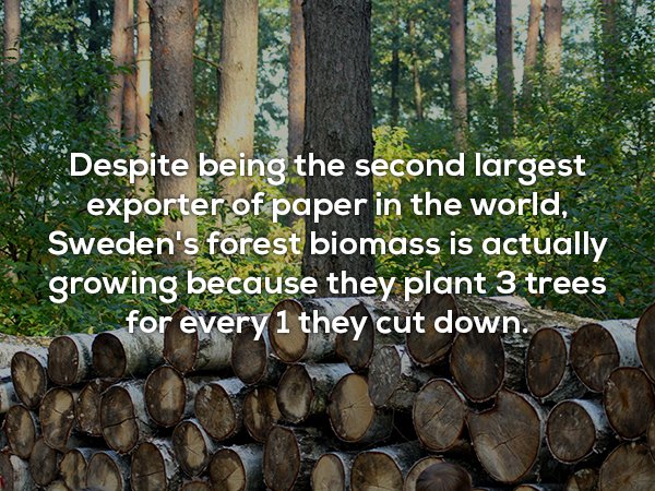 wood - Despite being the second largest . exporter of paper in the world, Sweden's forest biomass is actually growing because they plant 3 trees for every 1 they cut down.