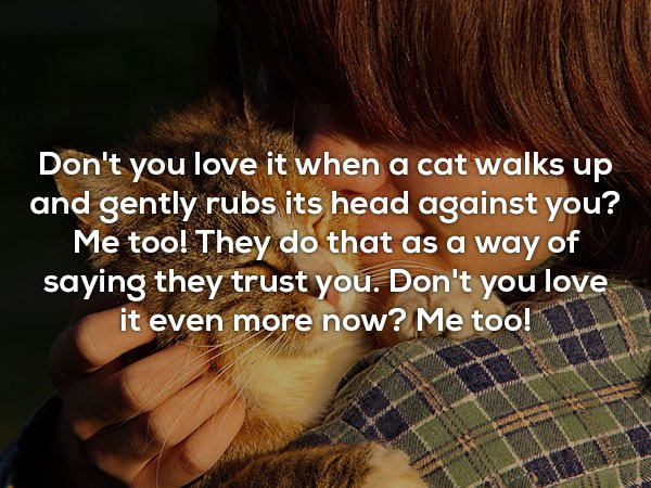 Cat - Don't you love it when a cat walks up and gently rubs its head against you? Me too! They do that as a way of saying they trust you. Don't you love it even more now? Me too!