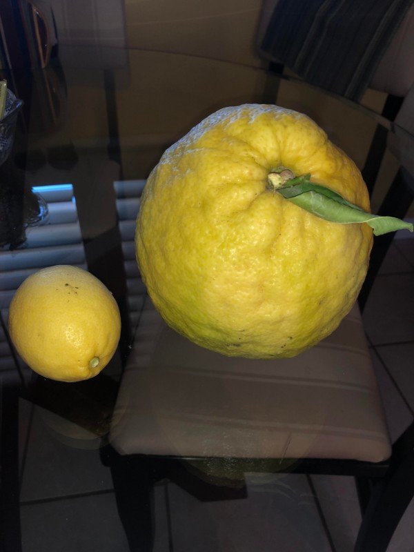orange lemon cross