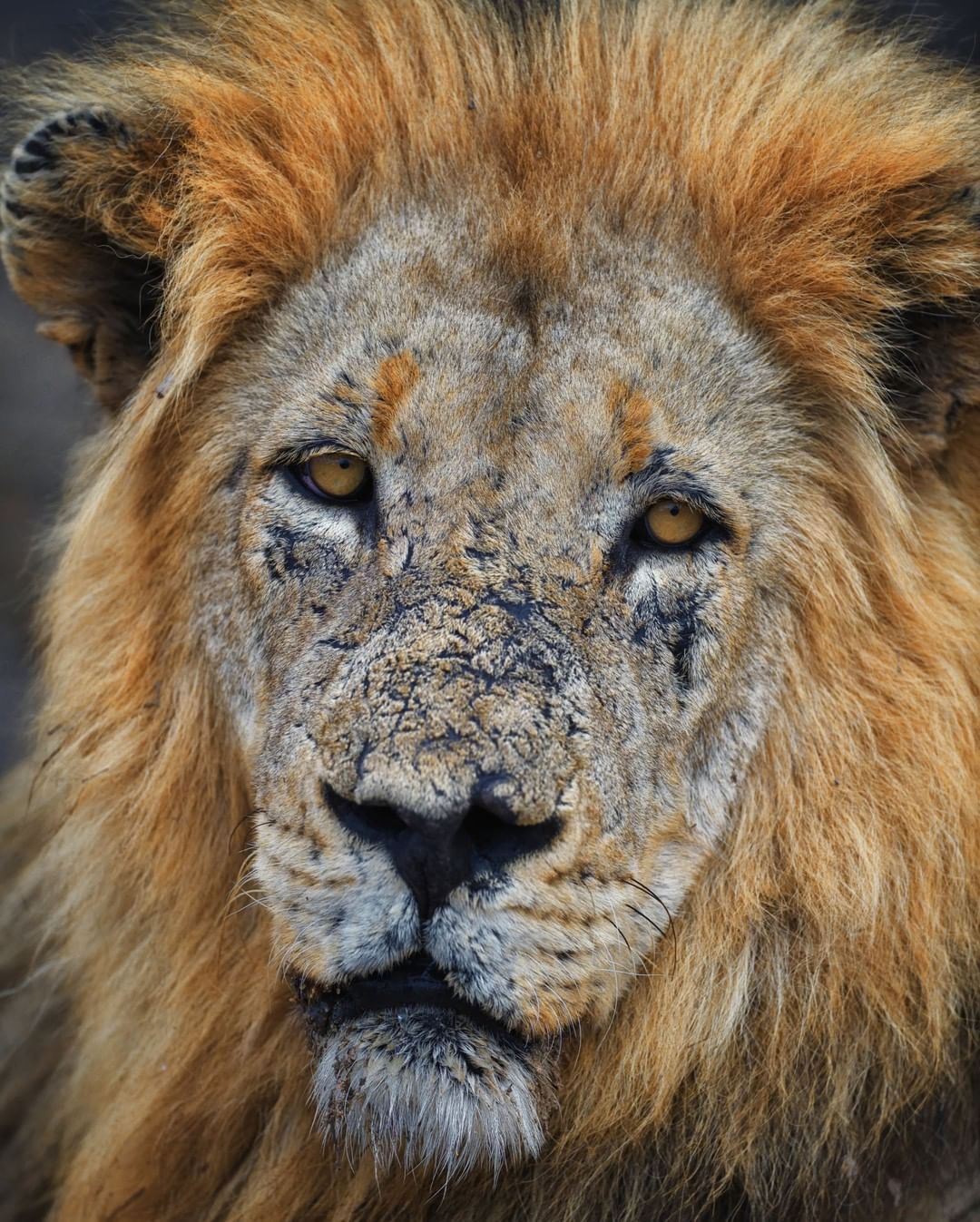 battle face lion