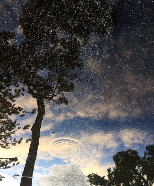 reflection in a puddle