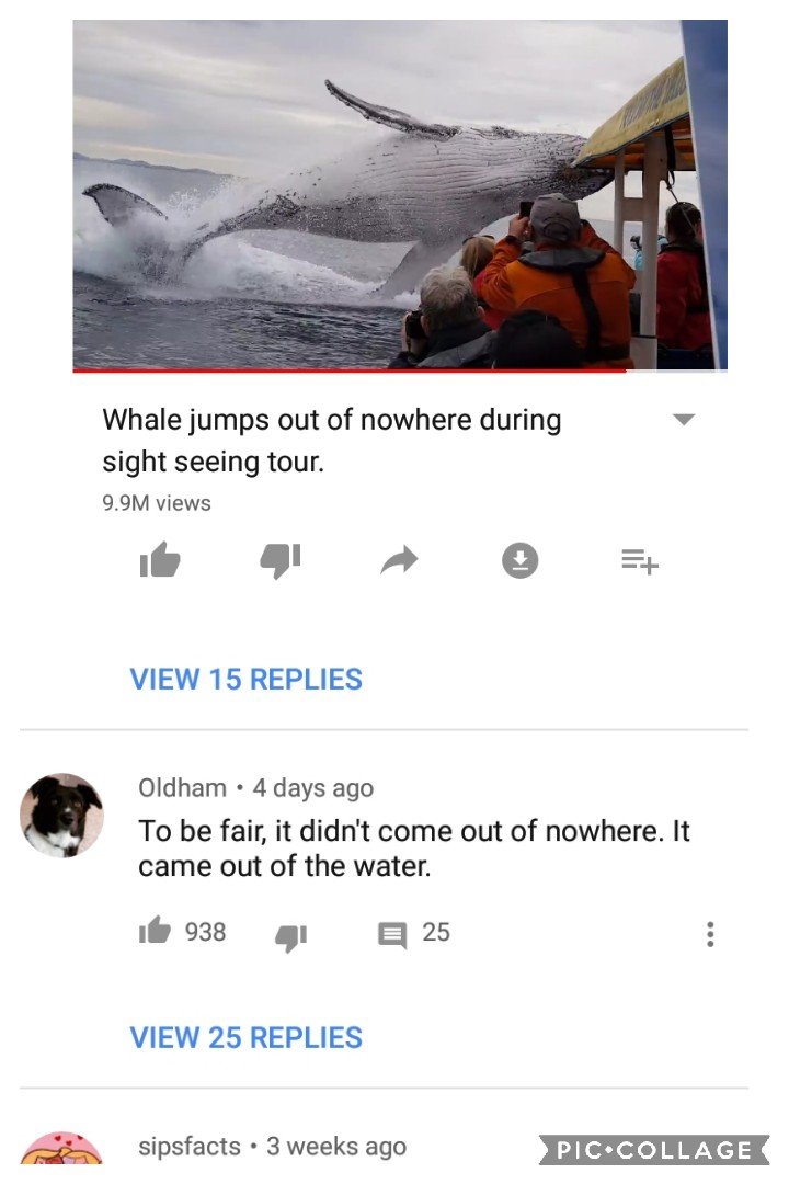 screenshot - Whale jumps out of nowhere during sight seeing tour. 9.9M views View 15 Replies Oldham 4 days ago To be fair, it didn't come out of nowhere. It came out of the water. il 938 4 25 View 25 Replies sipsfacts 3 weeks ago Piccollage