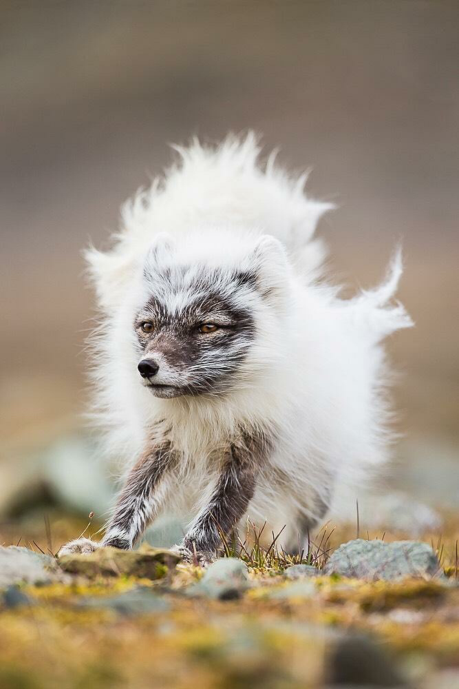 arctic fox shedding winter coat