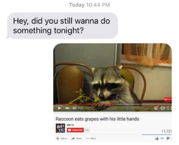 need a laugh - Today Hey, did you still wanna do something tonight? Raccoon eats grapes with his little hands Aki Tc D 11.223