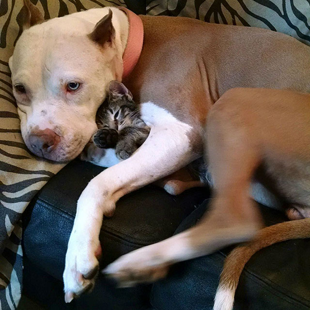 pit bulls and kittens