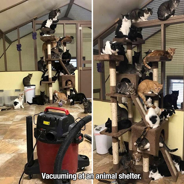 vacuuming at an animal shelter - Vacuuming at an animal shelter.