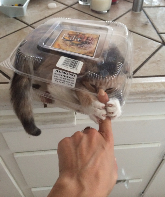 these almond cookies are very aggressive - Almond