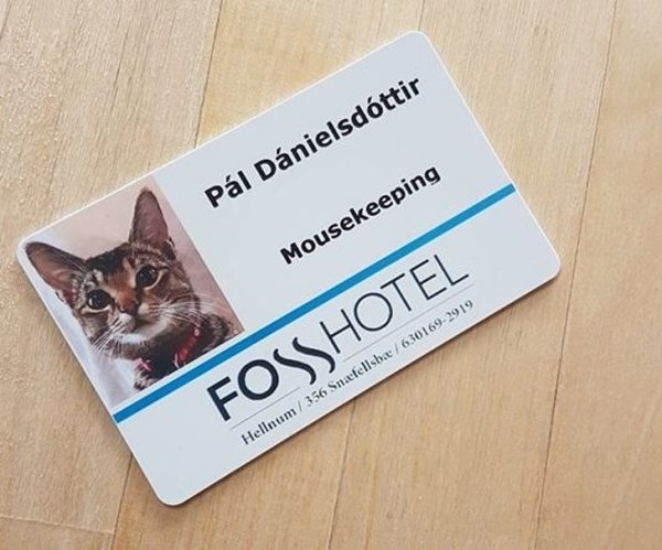 mousekeeper cat ID as hotel employee