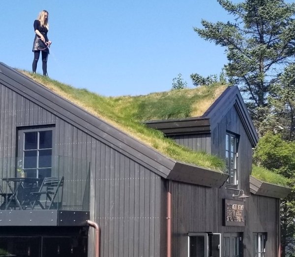 standing on a grass roof in iceland