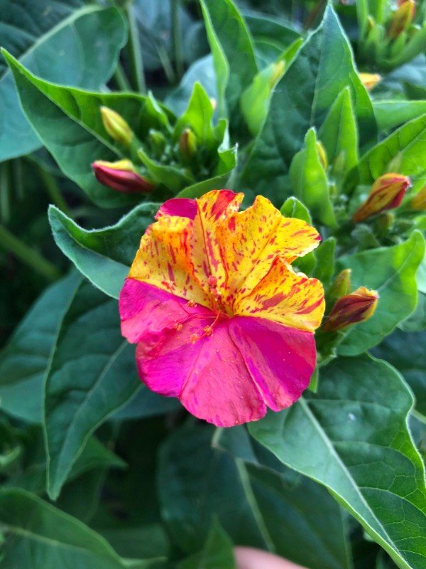 “This flower looks like two different flowers.”