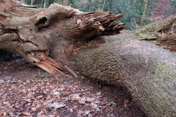 “Found a fallen tree that looks a bit like a dragon.”