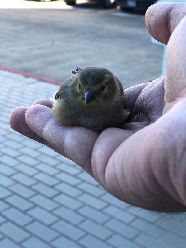 “A bird landed in my hand at work today.”