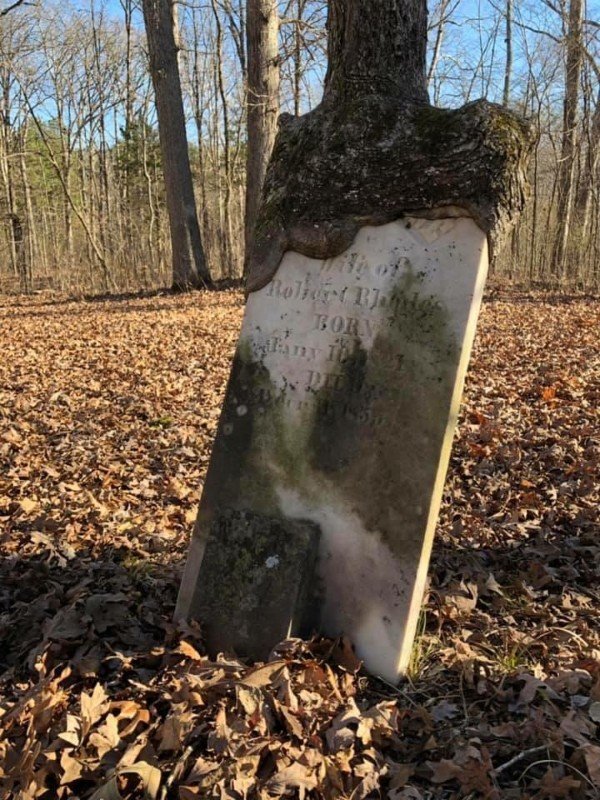 “The way this tree grew over this gravestone.”