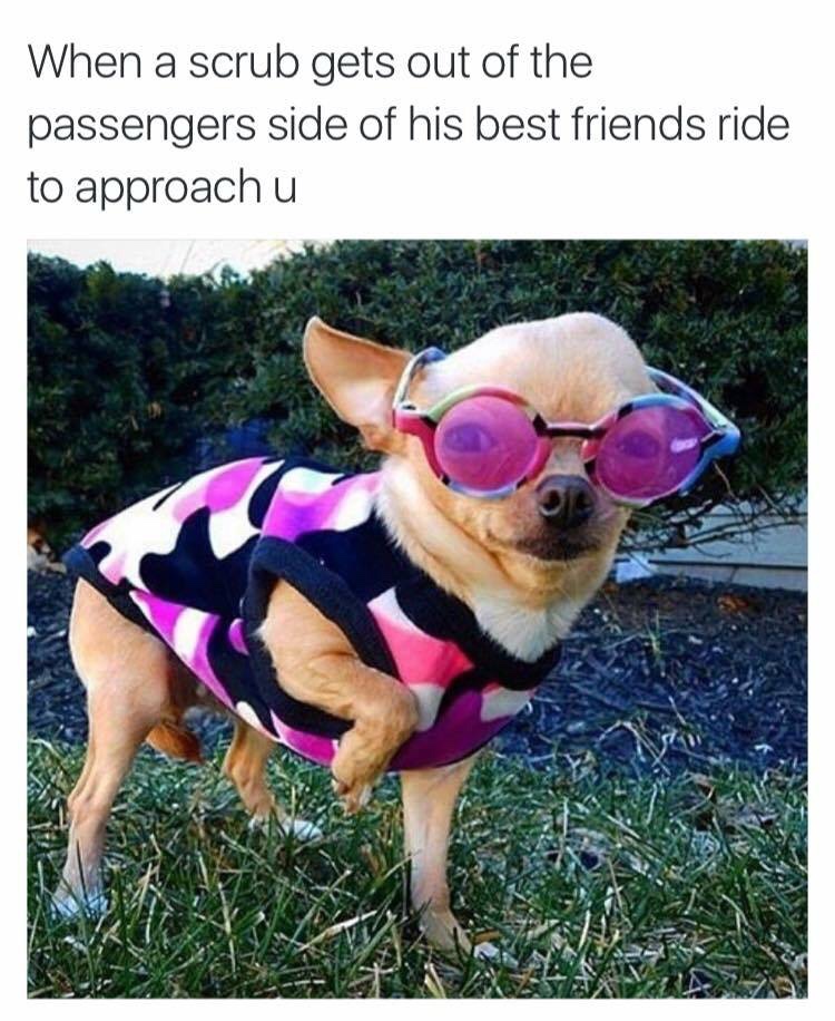 no scrubs chihuahua meme - When a scrub gets out of the passengers side of his best friends ride to approach u
