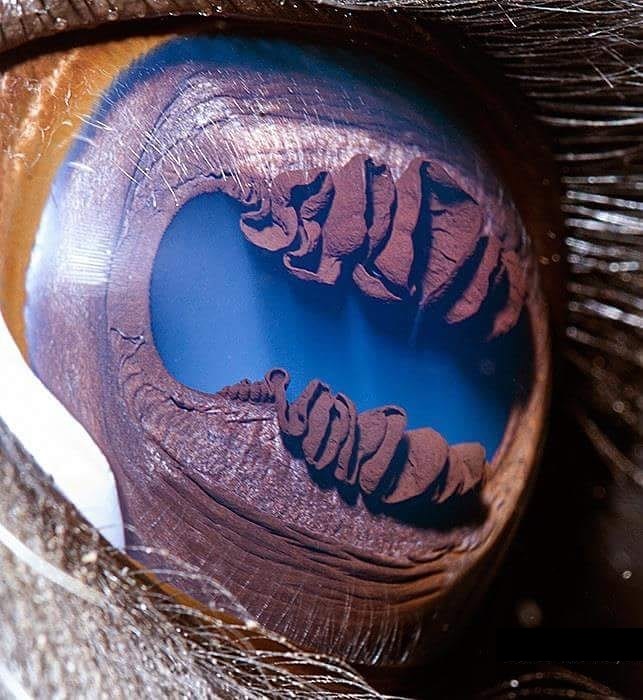 A llama’s eye