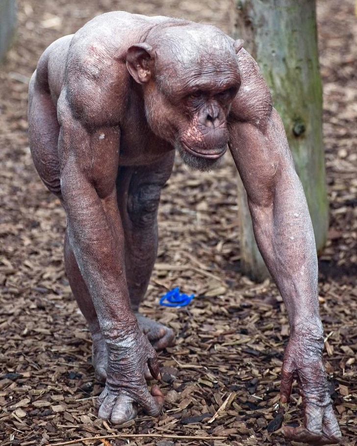 Muscular hairless chimp