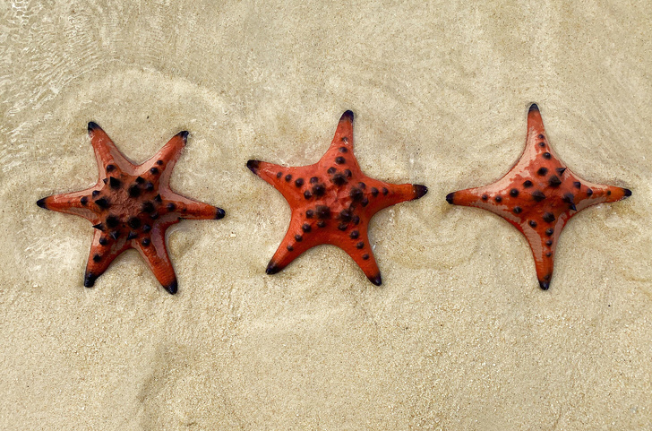 Starfish with 6, 5, and 4 arms