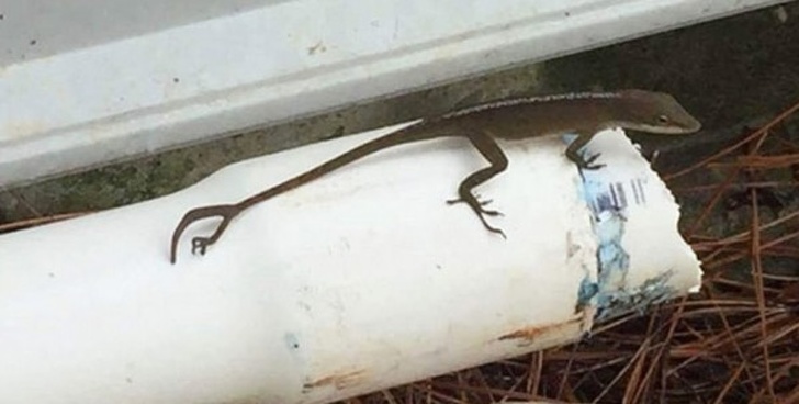 This lizard shed its tail and grew a new one to replace the old one: but also grew a fifth leg near the end of its new tail...