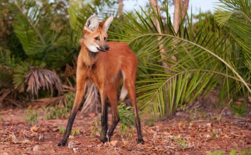 This is not a fox, it’s a Maned Wolf.