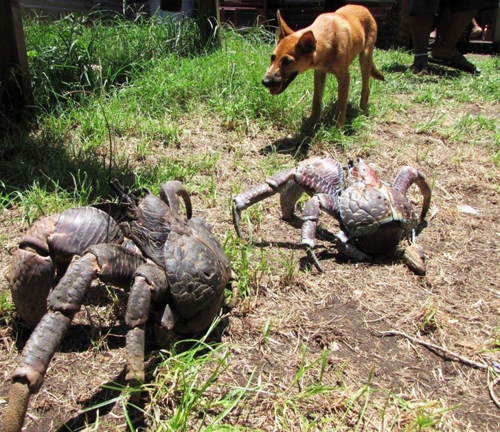 These dog-sized coconut crabs!