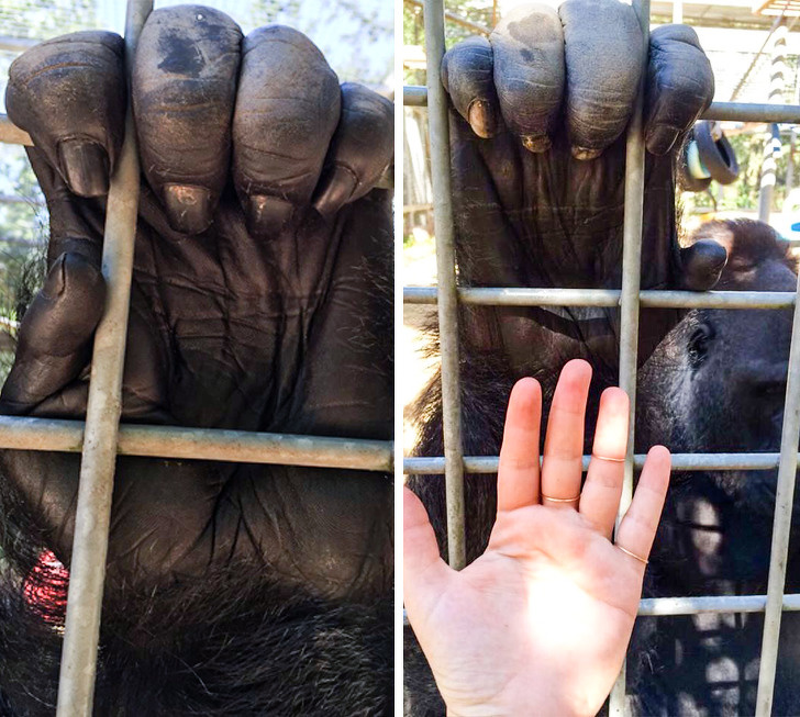 A gorilla’s hand compared to a human one