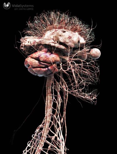 3-D model of a human nervous system