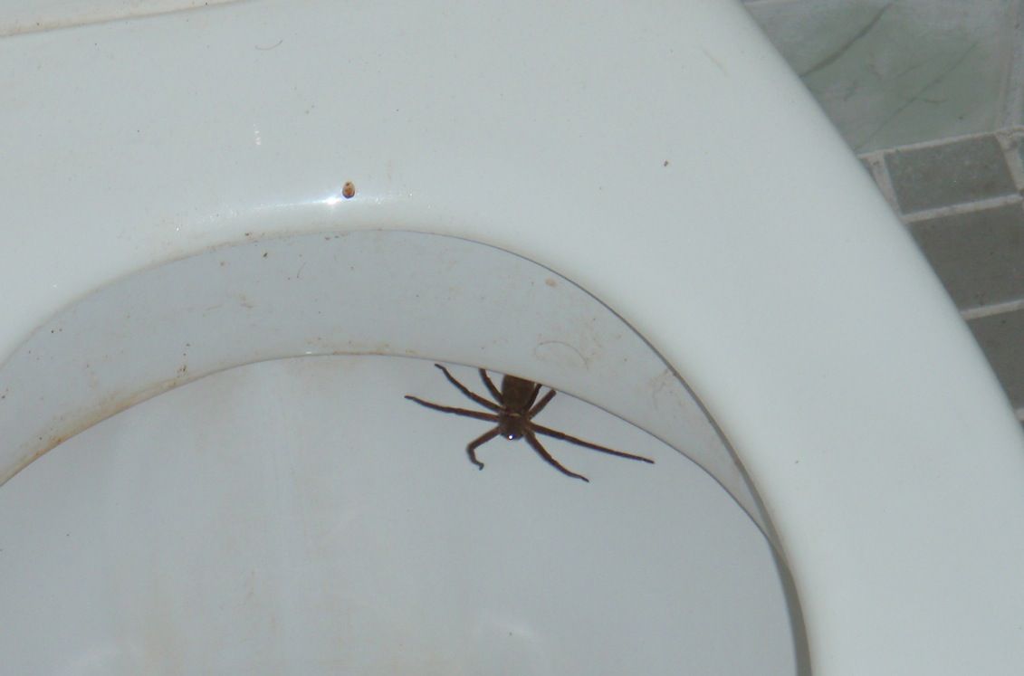 Mans Unexpected Toilet Visitor Embarrasses Him Completely