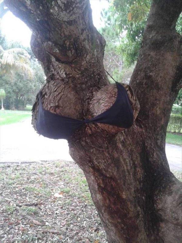 sexy tree
