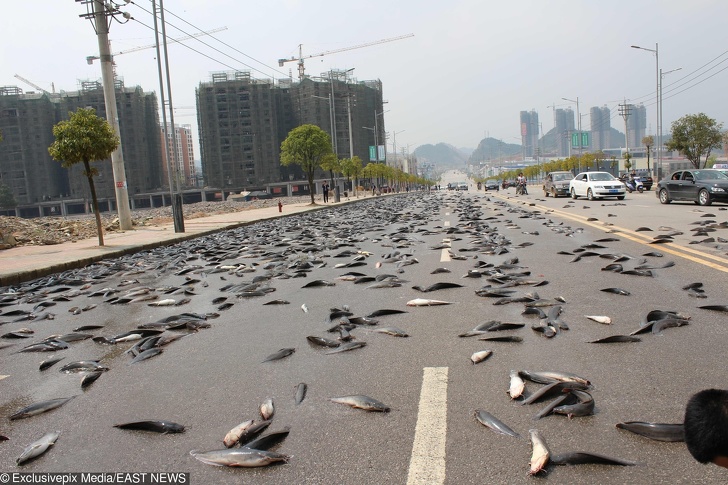 Fish rain in China