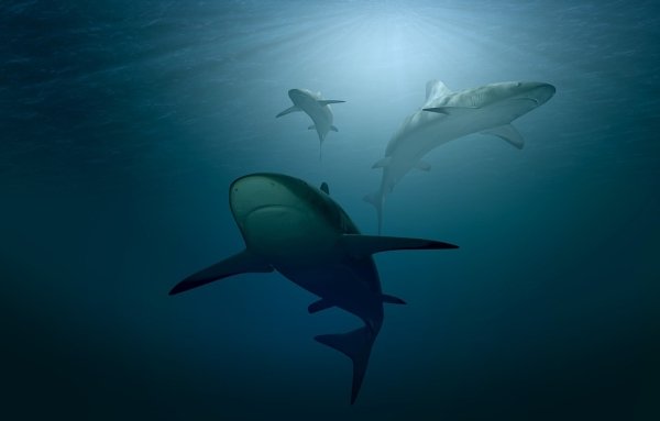 Sharks are way older than dinosaurs and trees.
Sharks survived basically everything the world threw at them. That is both terrifying and impressive. According to studies, sharks have been around anywhere from 400-450 million years ago. In fact, there are a few other sea creatures that predate trees as well.