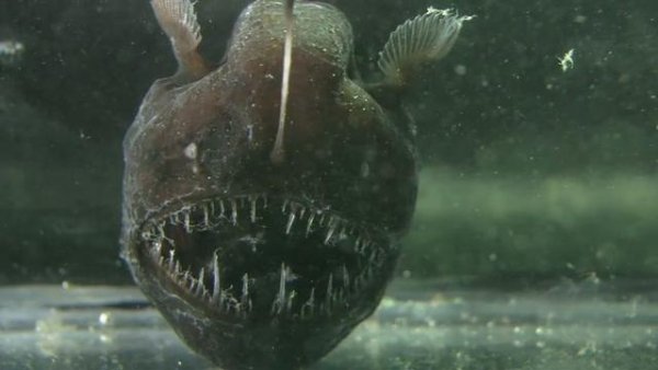 Male anglerfish have a savage mating technique.
Male anglerfish look different than females because their sole purpose is to attach to a female from time to time as a parasite and knock her up.
