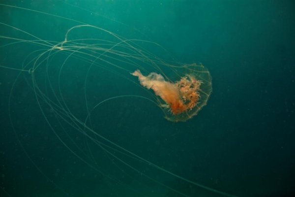 Box jellyfish are way more dangerous than sharks.
This type of jellyfish takes over a hundred human lives every year. The tentacles of just one box jellyfish hold enough venom to seriously harm around 60 people. Survivors are usually in pain for weeks after they are stung.