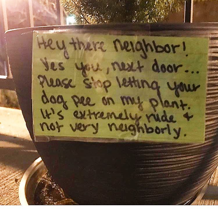 nightmare neighbor calligraphy - Hey there neighbor! Ves you, next door... Please stop letting your dog pee on my plant. it's extremely ride & not very neighborly.