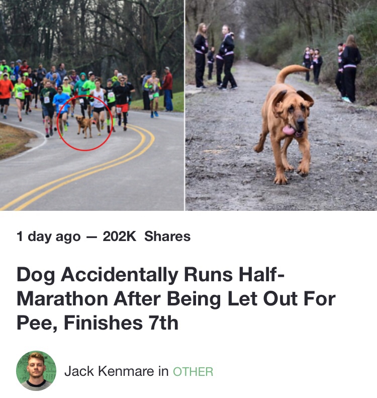 dog accidentally runs half marathon after being let out for pee finishes 7th - 1 day ago Dog Accidentally Runs Half Marathon After Being Let Out For Pee, Finishes 7th Jack Kenmare in Other