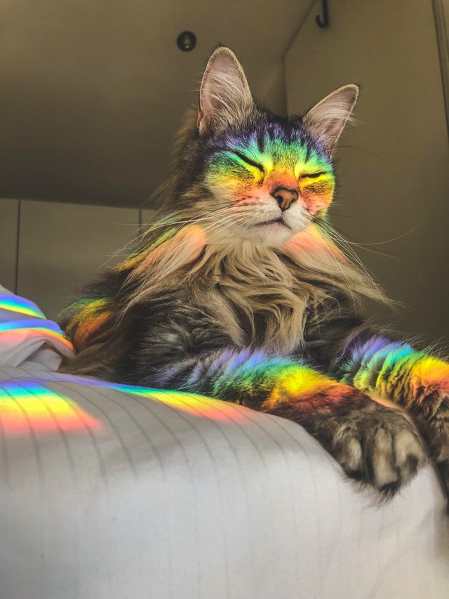rainbow cat
