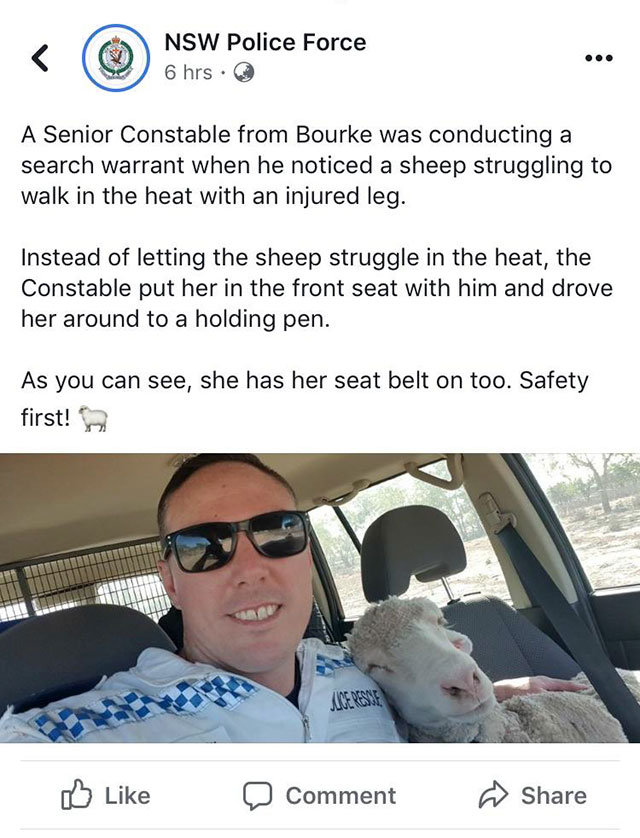glasses - Nsw Police Force 6 hrs. A Senior Constable from Bourke was conducting a search warrant when he noticed a sheep struggling to walk in the heat with an injured leg. Instead of letting the sheep struggle in the heat, the Constable put her in the fr