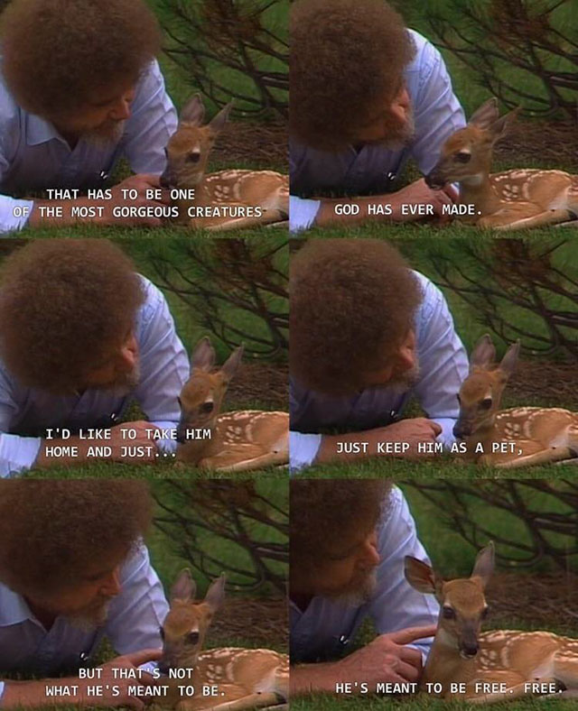 bob ross wholesome moments - That Has To Be One Of The Most Gorgeous Creatures God Has Ever Made. I'D To Take Him Home And Just. Just Keep Him As A Pet, But That'S Not What He'S Meant To Be. He'S Meant To Be Free. Free.