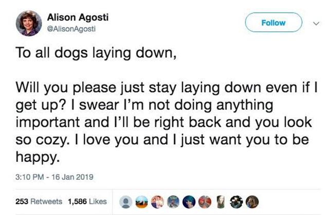 wholesome memes - Alison Agosti To all dogs laying down, Will you please just stay laying down even if I get up? I swear I'm not doing anything important and I'll be right back and you look so cozy. I love you and I just want you to be happy. 253 1,586 .w