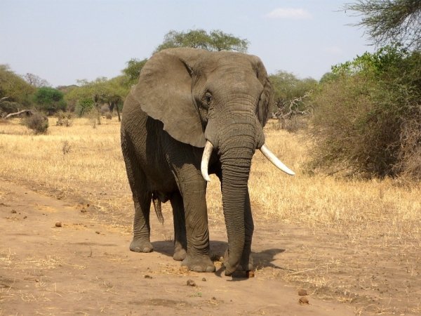 The weight of a blue whale’s tongue is similar to the weight of an entire elephant.