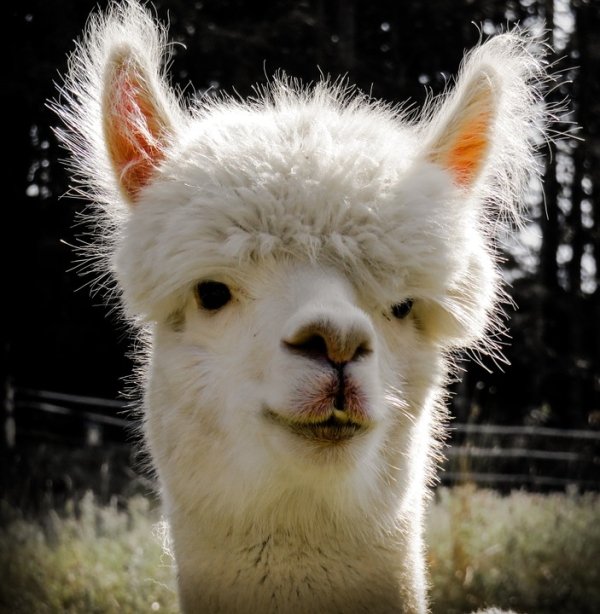 An alpaca can die from loneliness.